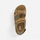 Embark Live Oak